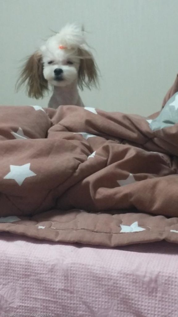 ⓒ노트펫