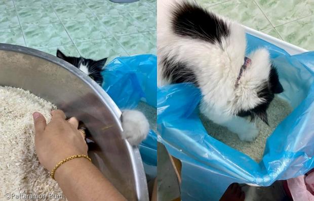 집사가 하고 있는 건 다 도와줘야 직성이 풀리는 판다.