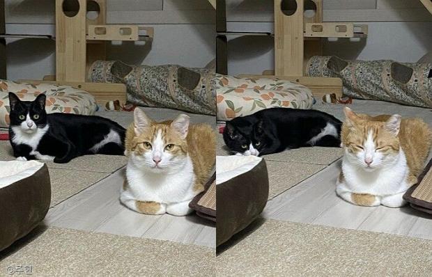ⓒ노트펫