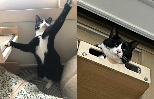 ⓒ노트펫