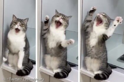 랜선집사들과 하품을 튼 고양이 모치마루. [출처: Twitter/ catmotimaru]