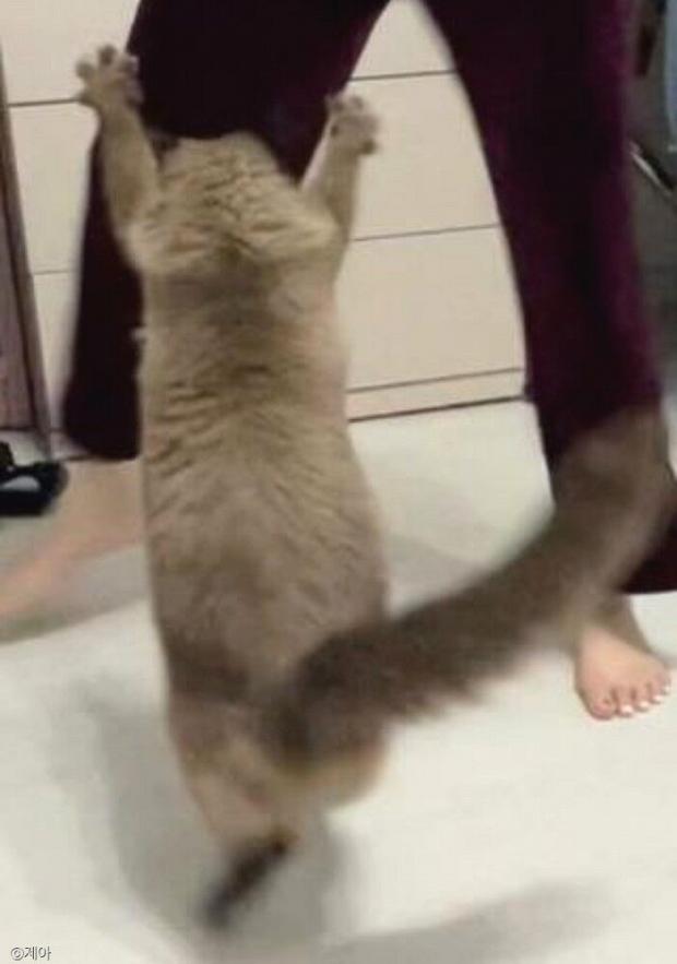ⓒ노트펫