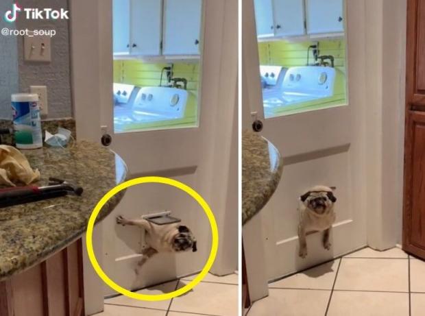 고양이 출입문에 낀 퍼그 반려견 스시(노란 원). [출처: TikTok/ root_soup]