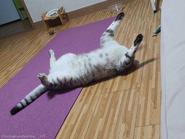 ⓒ노트펫