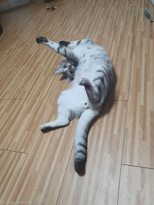 ⓒ노트펫