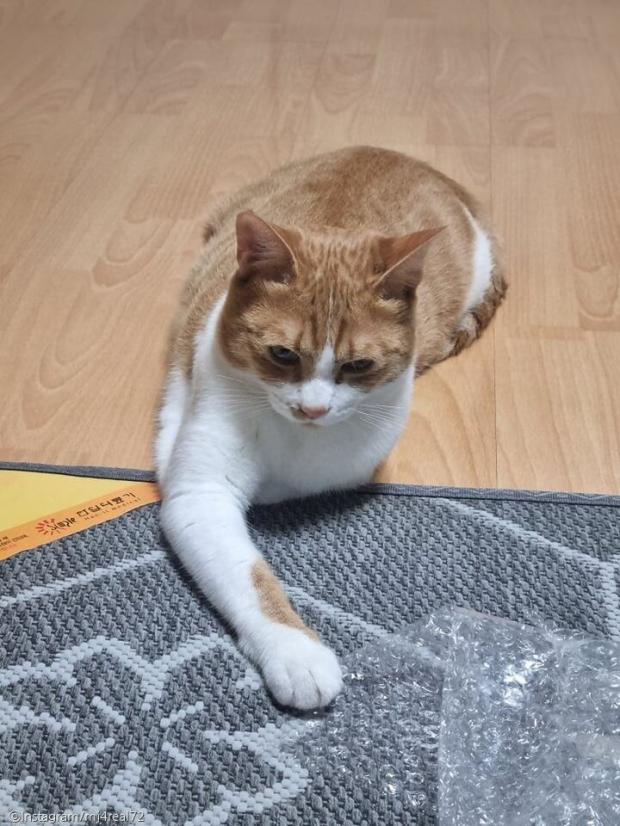 ⓒ노트펫