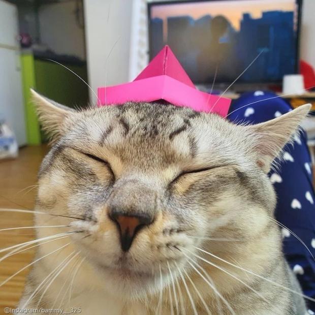ⓒ노트펫