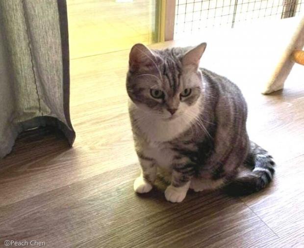 올해로 6살 된 고양이 '루비'