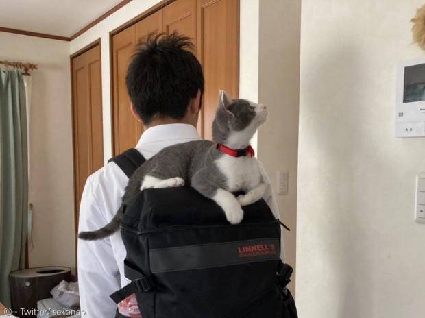 회색 고양이 쿠스케의 계획은 수포로 돌아갔다. 검은 고양이였다면, 성공확률이 조금 더 높았을지도 모른다.