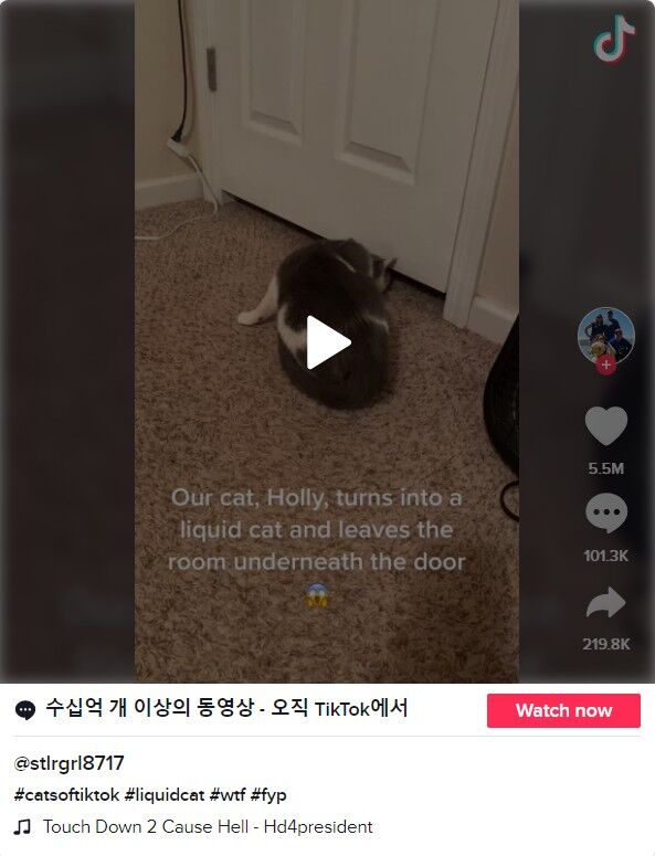 ⓒ노트펫