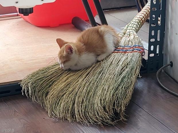 ⓒ노트펫