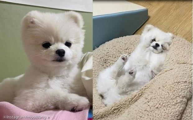 ⓒ노트펫