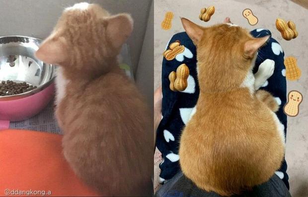 ⓒ노트펫