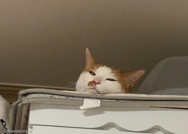 ⓒ노트펫