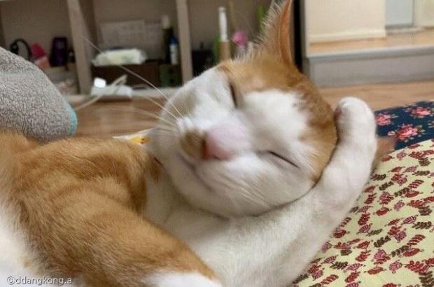 ⓒ노트펫