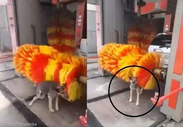 ⓒ노트펫