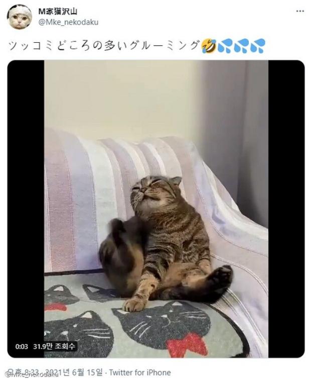 ⓒ노트펫