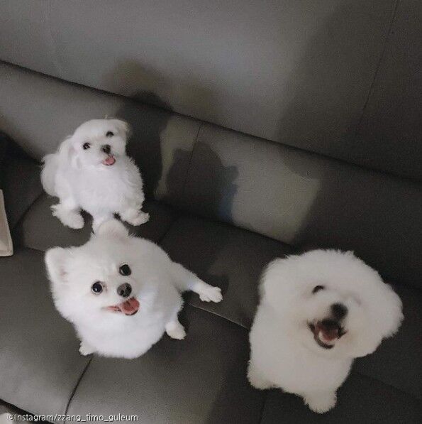 ⓒ노트펫