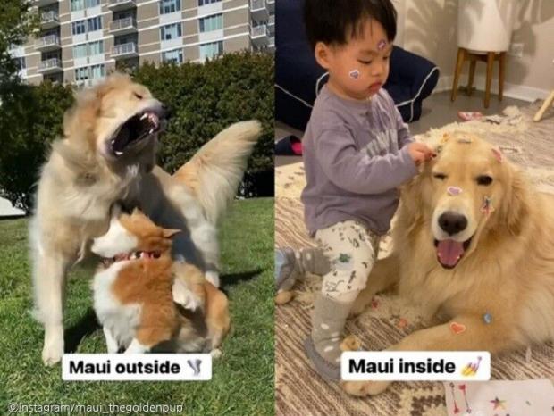 ⓒ노트펫