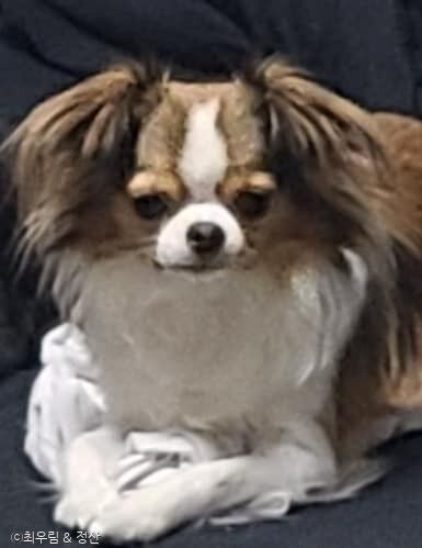 ⓒ노트펫