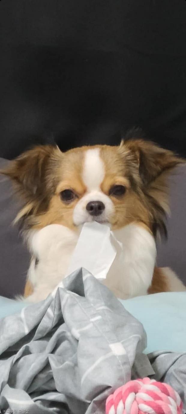 ⓒ노트펫