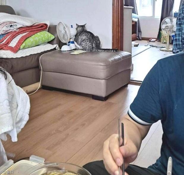 ⓒ노트펫