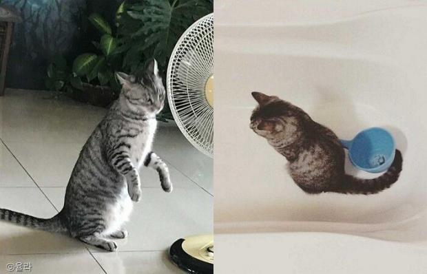 ⓒ노트펫