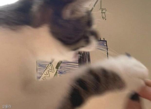 ⓒ노트펫