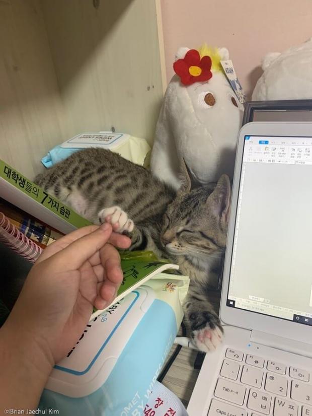 ⓒ노트펫