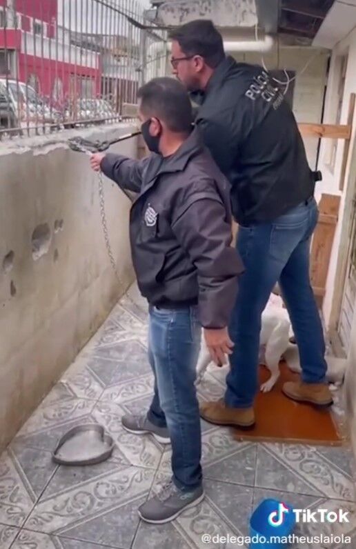 라이올라 경관이 공구로 하얀 개의 쇠줄을 끊었다. [출처: TikTok/ delegado.matheuslaiola]