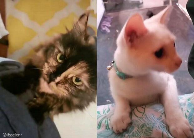 겁 많고 얌전한 첫째 냥이(좌)와 똥꼬발랄한 둘째 냥이(우)