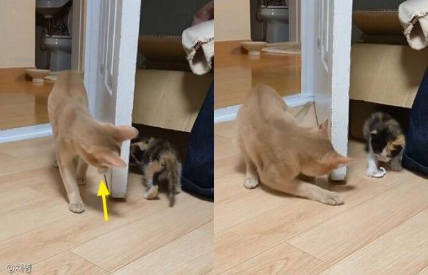 ⓒ노트펫