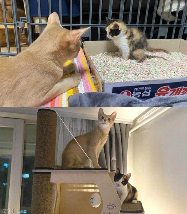 ⓒ노트펫