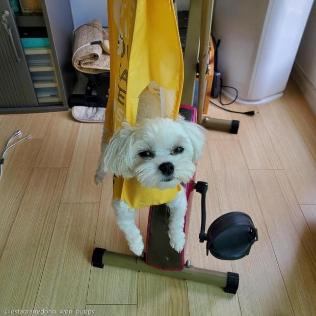 ⓒ노트펫