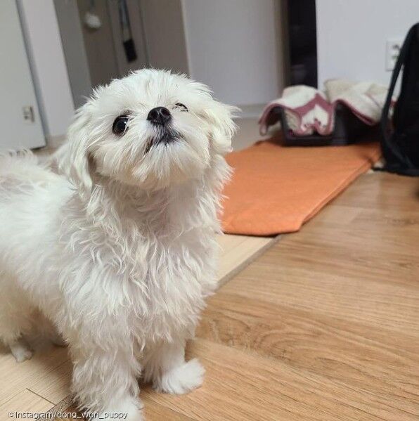 ⓒ노트펫