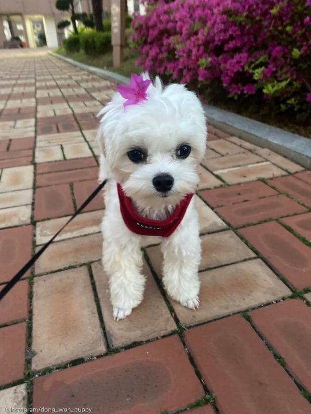 ⓒ노트펫