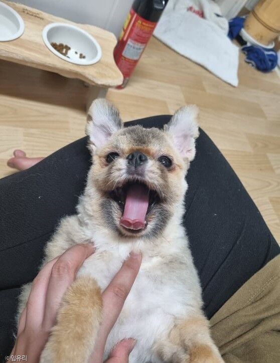 ⓒ노트펫