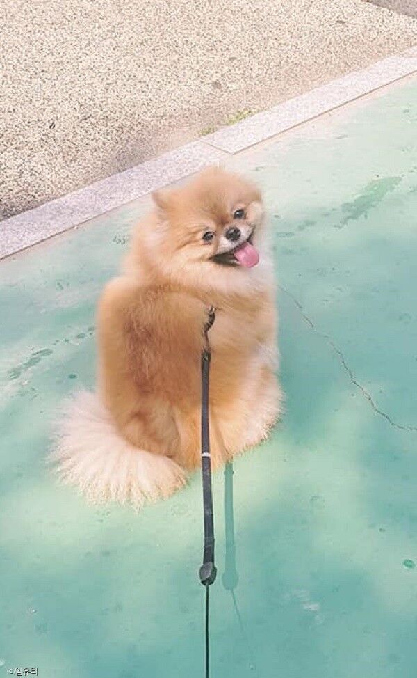 ⓒ노트펫