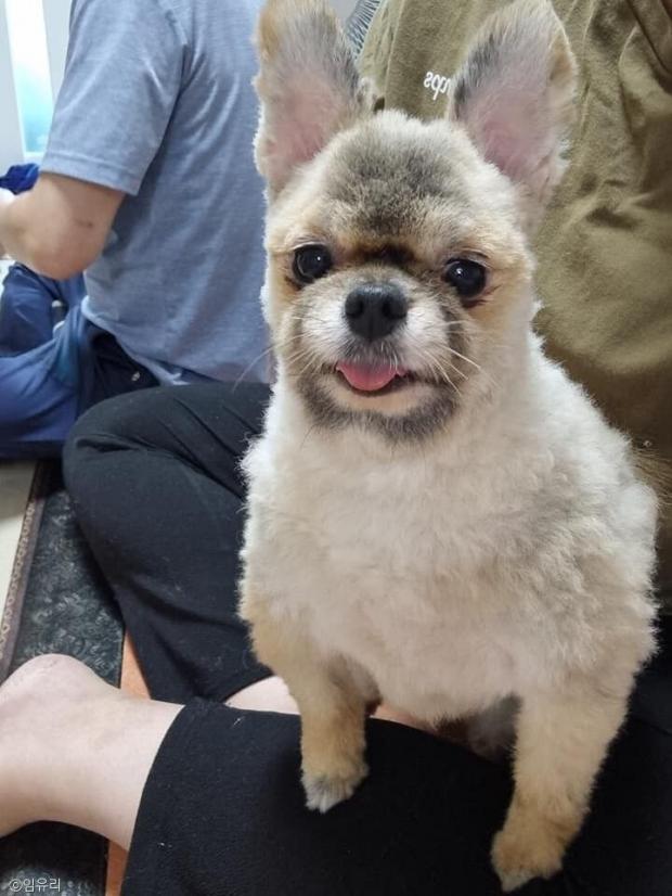 ⓒ노트펫