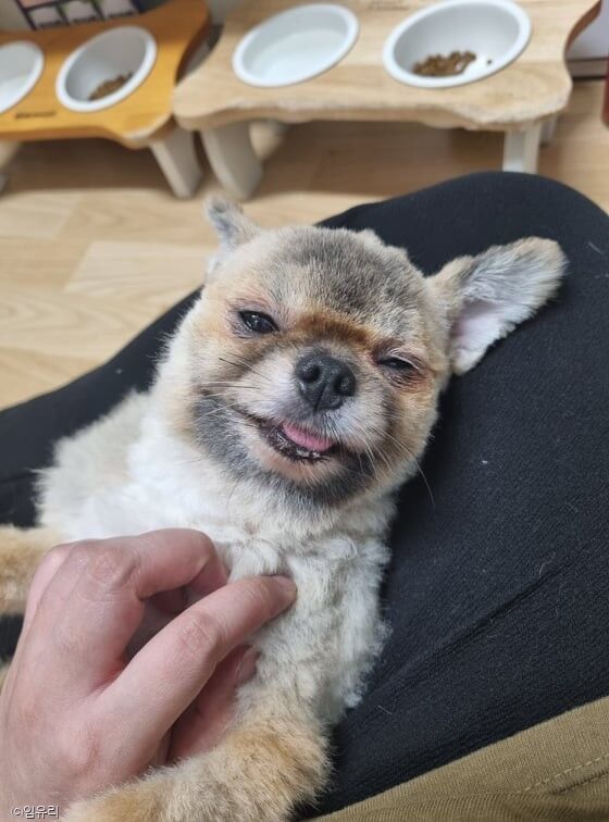 ⓒ노트펫