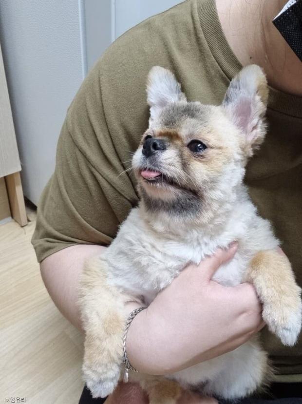 ⓒ노트펫