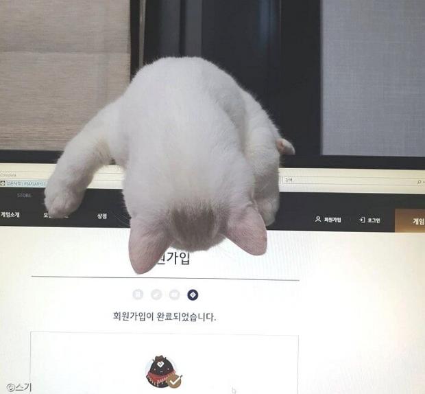 ⓒ노트펫