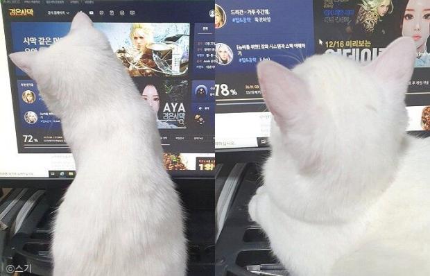 ⓒ노트펫