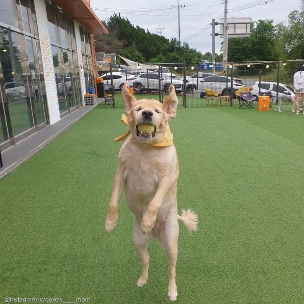 ⓒ노트펫