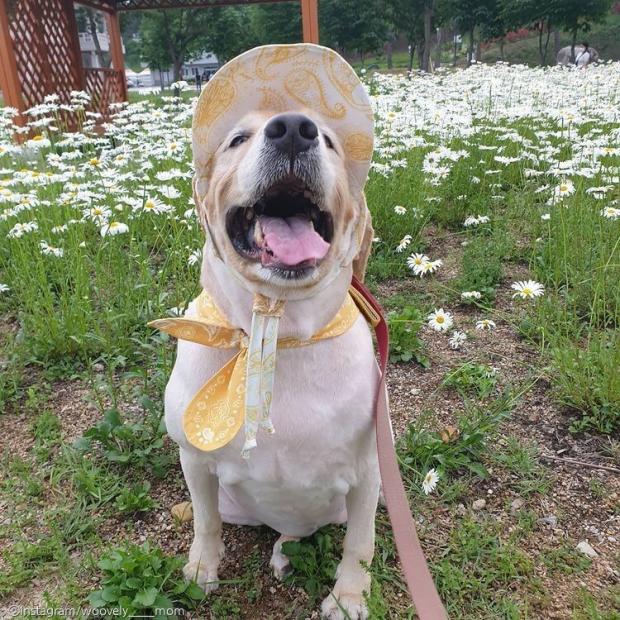 ⓒ노트펫