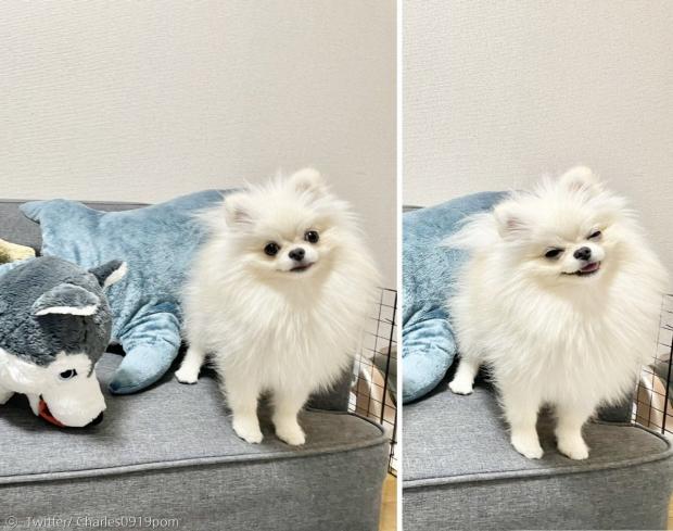 미소천사 포메라니안 샤를. [출처: 샤를 트위터]