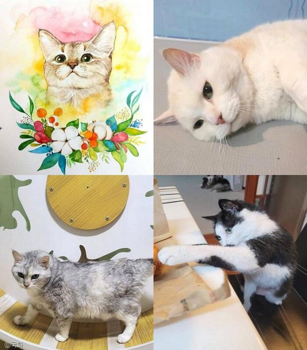 ⓒ노트펫