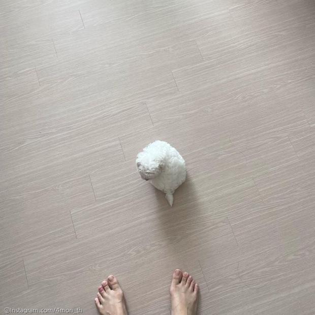 ⓒ노트펫