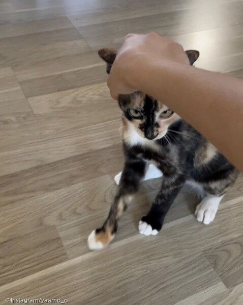 ⓒ노트펫