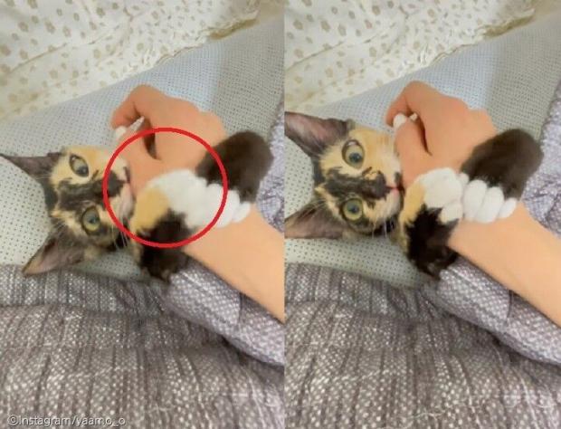 ⓒ노트펫